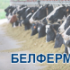 Белферма 2024